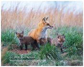 Family Fox