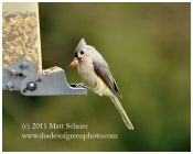 Tufted Titmouse Eating