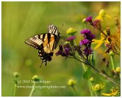 Butterfly and Wildflowers